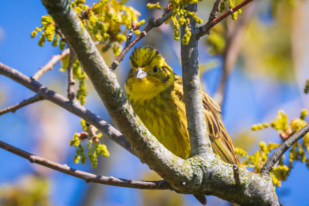 istock Closeup of a yellowhammer bird (Emberiza citrinella) perching on a branch, singing. 1007511400