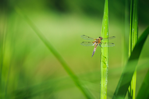 Close-up of a four-spotted chaser (Libellula quadrimaculata) or four-spotted skimmer dragonfly resting in sunlight on green reeds.