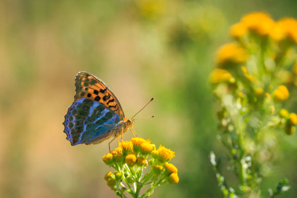 istock Silver-washed fritillary butterfly, Argynnis paphia, closeup 1007511474