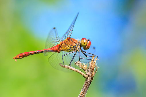 Close-up of a red colored male ruddy darter (Sympetrum sanguineum) hanging on vegetation. Resting in sunlight in a meadow.