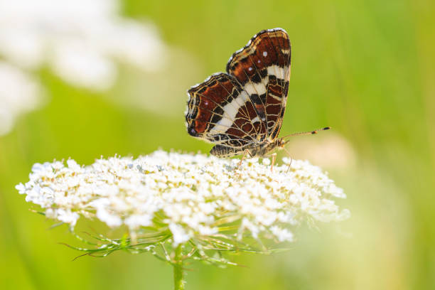 istock The map butterfly araschnia levana close-up portrait side view 1007511550
