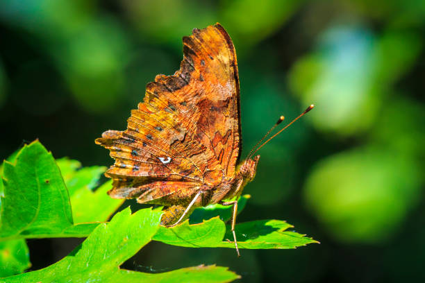 istock Comma butterfly Polygonia c-album resting in a forest 1007511566