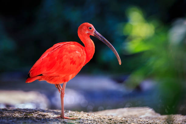 istock Scarlet Ibis bird Eudocimus ruber foraging on the ground 1007511582
