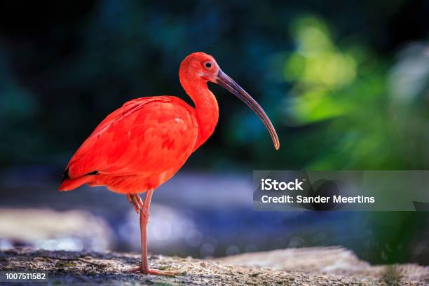 Scarlet Ibis Bird Eudocimus Ruber Foraging On The Ground Stock Photo - Download Image Now