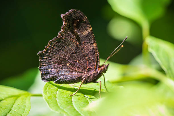 istock European Peacock butterfly Aglais io resting in sunlight 1007511612