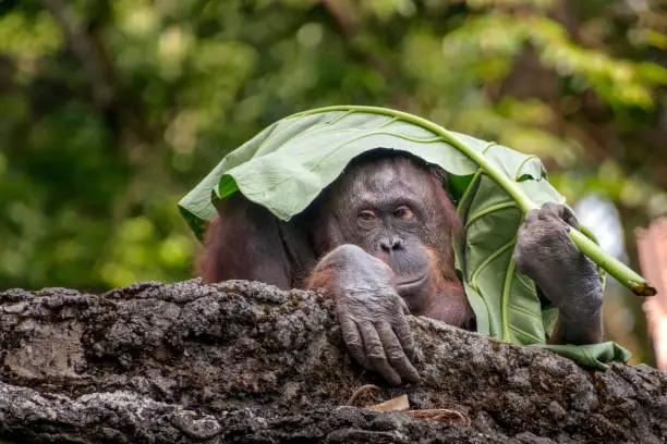 Orangutans make umbrellas from leaves