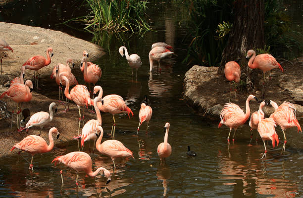 istock Group of Flamingo birds 1007519128