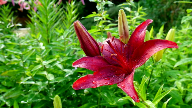 Bright red Lily flower.
