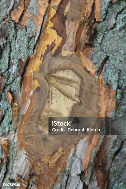 Tree Scarlog Scar On A Tree Stock Photo - Download Image Now - Scar, Tree ...