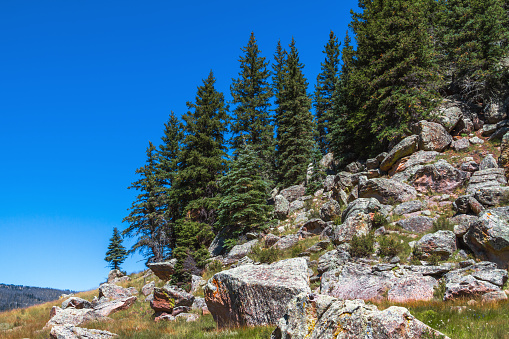 Pine Trees on Boulders at Valles Caldera National Preserve