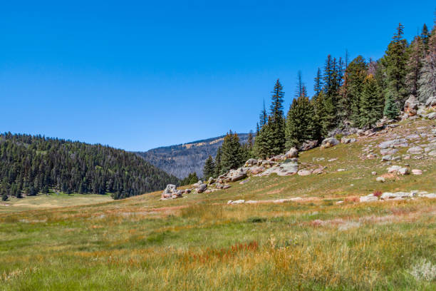 valles caldera national preserve meadow and trees - jemez mountains imagens e fotografias de stock