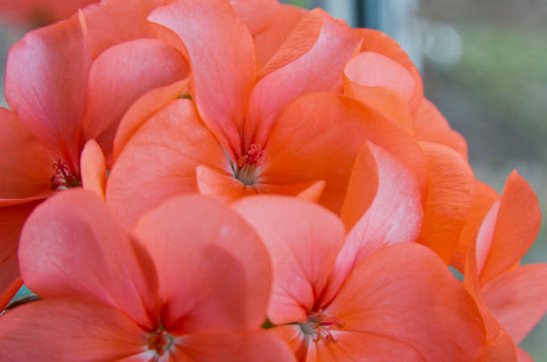 Orange Geranium