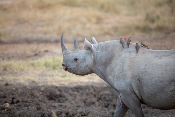 istock Black Rhino and calf 1007522148
