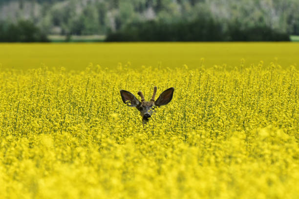 istock Young Deer and Yellow Canola Field 1007522214