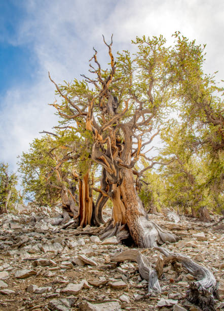 istock Bristlecone pine the oldest tree in the world 1007524716