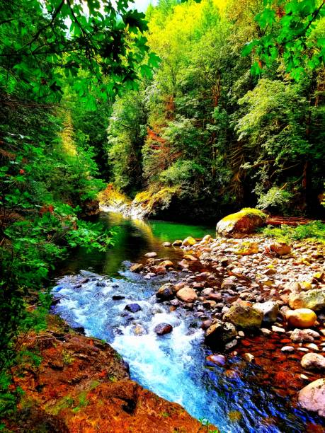 A stream flows through the Cascade mountains outside of Seattle, WA on a July morning.