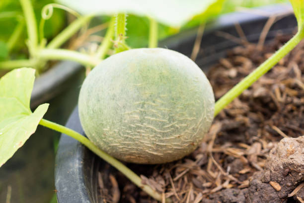 istock Melon fruit in organic garden 1007525124
