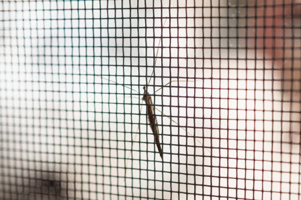 istock mosquito net wire screen on house window protection against insect 1007525140