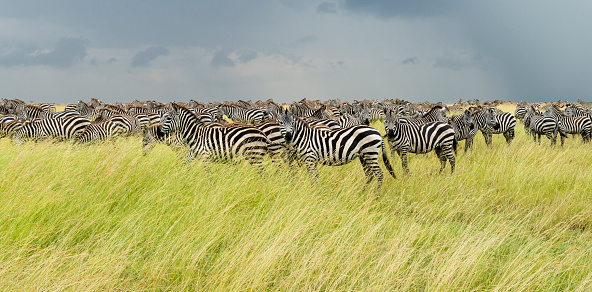 Group of Zebras. Serengeti national park. Dramatic sky.