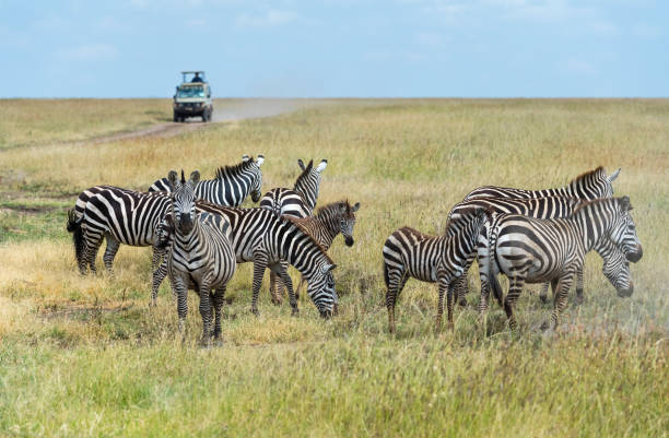 istock Zebras and jeep, safari in Africa 1007530408
