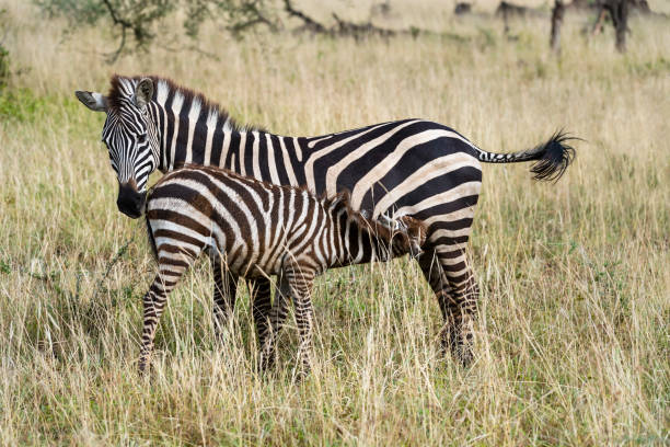 istock Baby Zebra with mother, Africa, great migration 1007530444