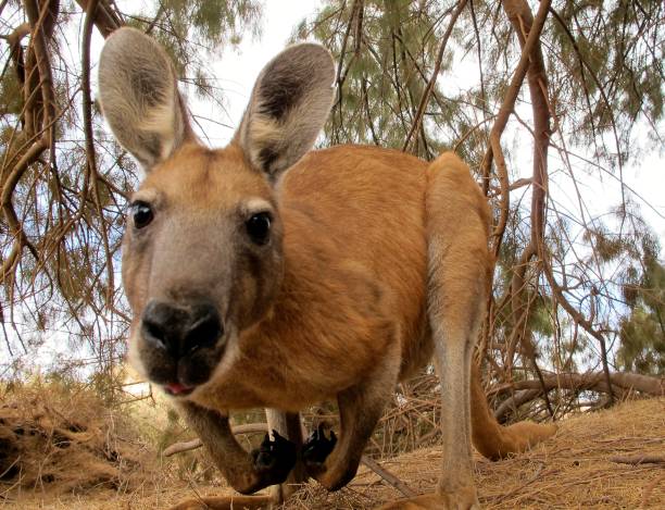 kangaroo, australia stock photo