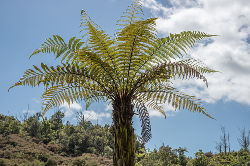 Low angle view of fern growth in lush forest at the geothermal reserve, Orakei Korako, in Rotorua, New Zealand