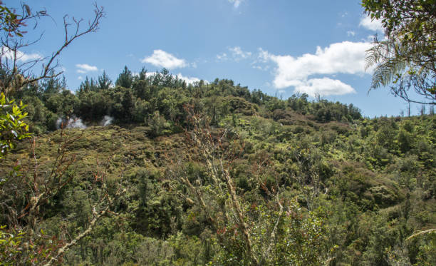 istock Fumaroles in Lush Forest Woodland 1007542648