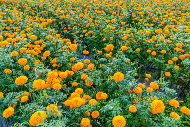 istock A field of marygolds as background 1007542738