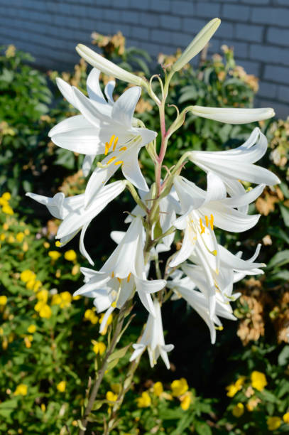 istock White lily Candidum. Garden flowers. 1007545820