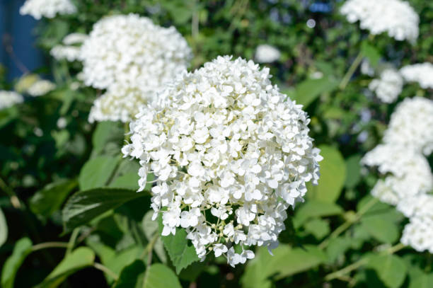 beautiful white hydrangea. garden flowers, shrubs. - limelight imagens e fotografias de stock