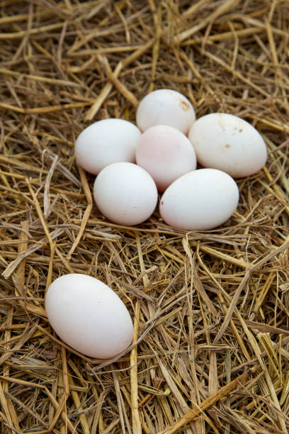 istock fresh range duck eggs in a nest of hay 1007546002