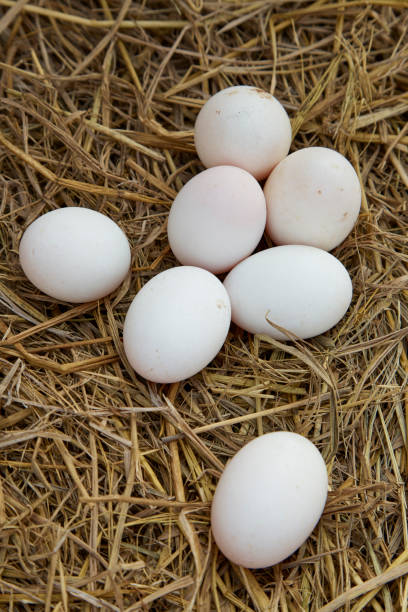istock fresh range duck eggs in a nest of hay 1007546016