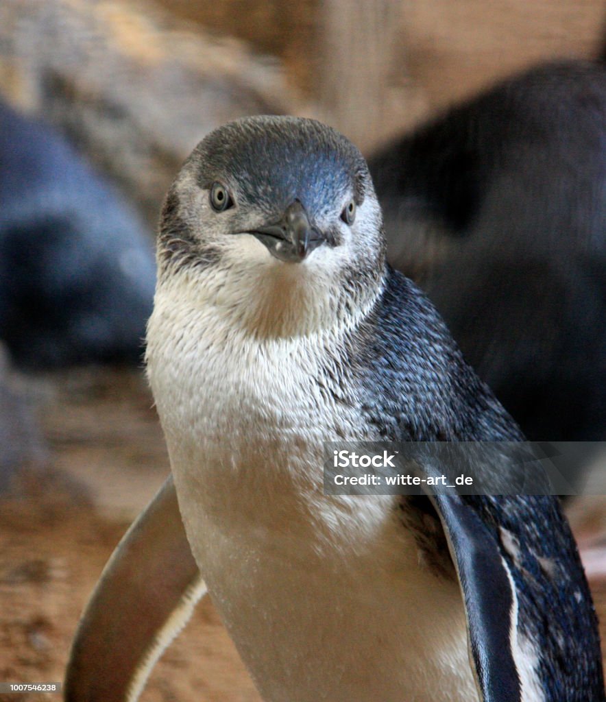 Chim Cánh Cụt Xanh Úc Hình ảnh Sẵn có - Tải xuống Hình ảnh Ngay ...