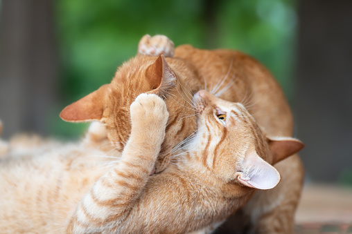 Two ginger cats playing together, pet at home