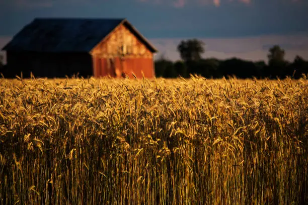 Agriculture Farming Crop Midwest Ohio Wheat Barn Golden