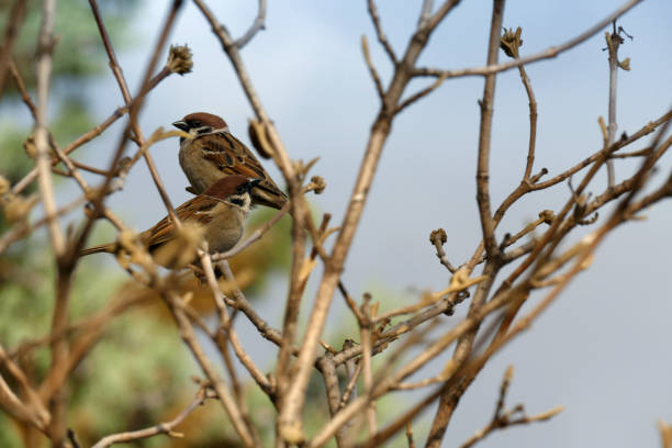 Couple of Eurasian tree sparrows sitting on a tree branch stock photo