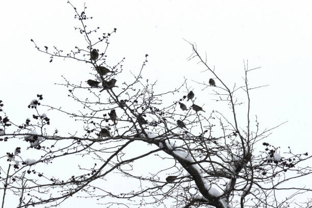 istock Sparrow flock on a tree with snow. Winter time 1007556724