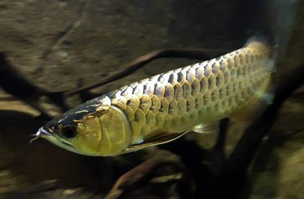istock Arowanas also known as bonytongues. 1007564910