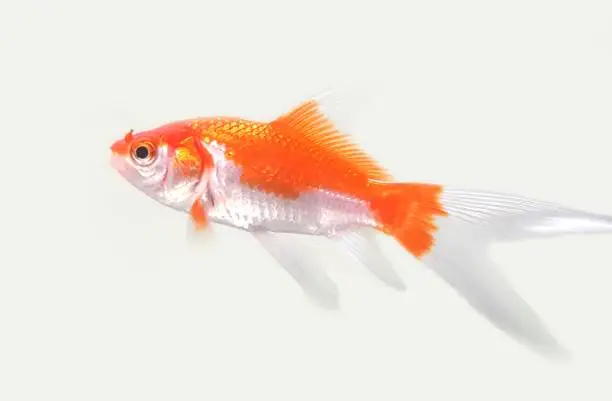 Photo of Comet or comet-tailed goldfish