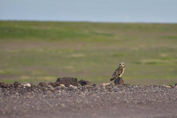 istock Birds of Southeast Idaho 1007564968