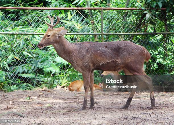 The Barasingha Also Called Swamp Deer Stock Photo - Download Image Now -  Animal, Animal Wildlife, Antler - iStock