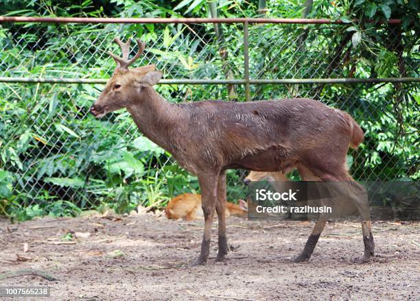 The Barasingha Also Called Swamp Deer Stock Photo - Download Image Now - Animal, Animal Wildlife, Antler - iStock The Barasingha Also Called Swamp Deer Stock Photo - Download Image Now - Animal, Animal Wildlife, Antler - iStock