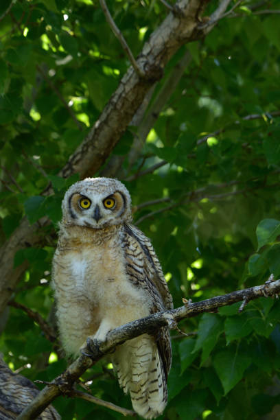 istock Birds of Southeast Idaho 1007565328