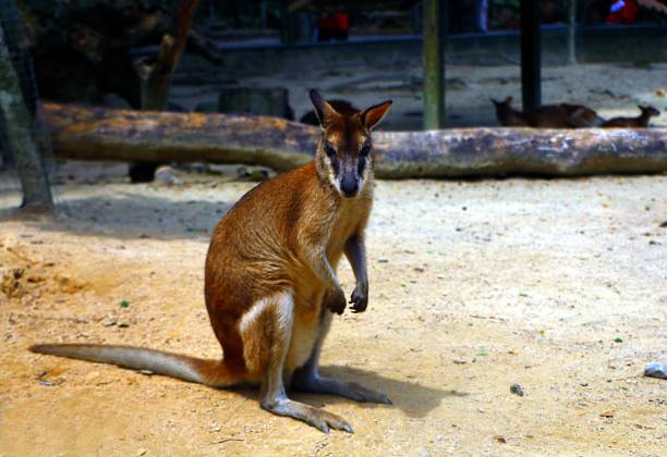 istock Agile wallaby also known as the sandy wallaby 1007565550