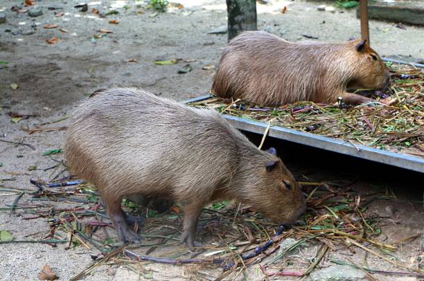 istock Capybara, It is the largest living rodent in the world. 1007565734