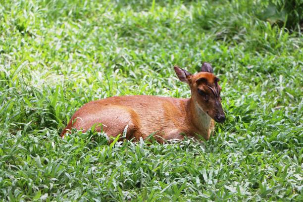 Muntjacs, also known as barking deer. Muntjacs, also known as barking deer and Mastreani deer or kijang. kijang stock pictures, royalty-free photos & images