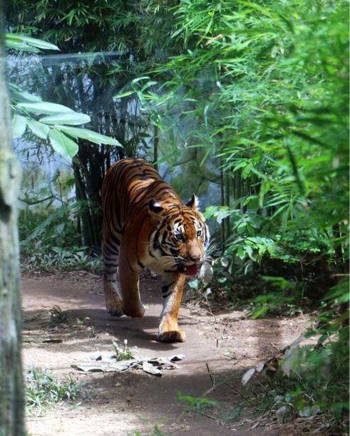 istock The tiger (Panthera tigris) is the largest cat species. 1007568076