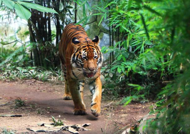 istock The tiger (Panthera tigris) is the largest cat species. 1007568082