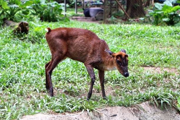 Muntjacs, also known as barking deer. Muntjacs, also known as barking deer and Mastreani deer or kijang. kijang stock pictures, royalty-free photos & images